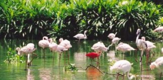 Check in sân chim Bạc Liêu - khám phá hệ sinh thái hoang dã đa dạng&nbsp;
